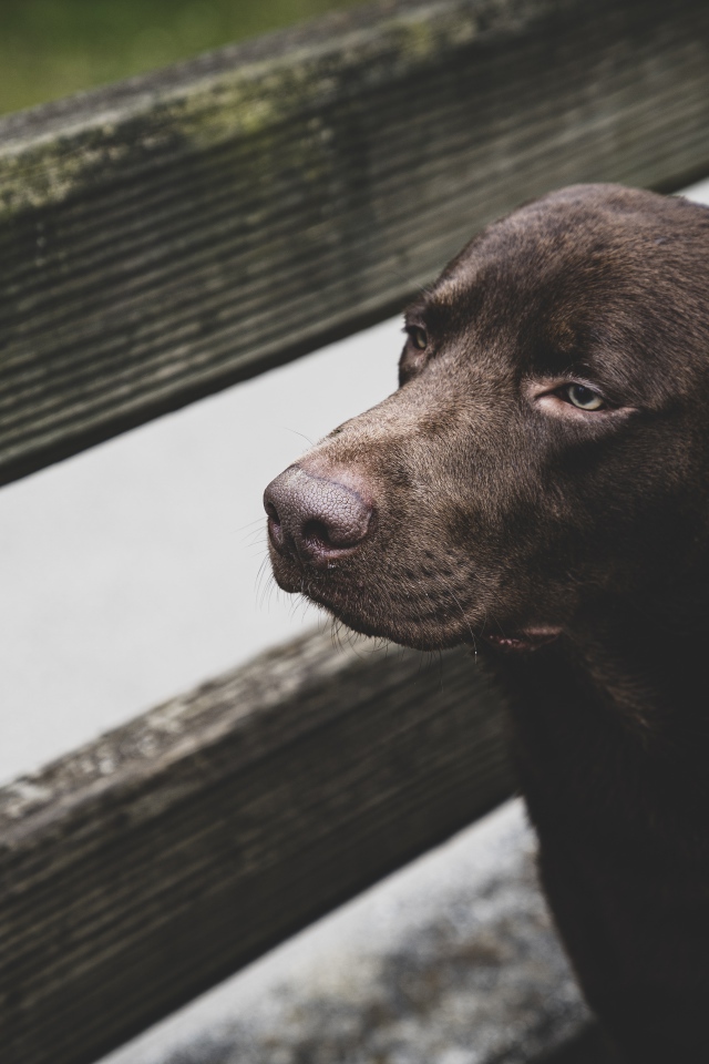 Sad black labrador at the wooden fence