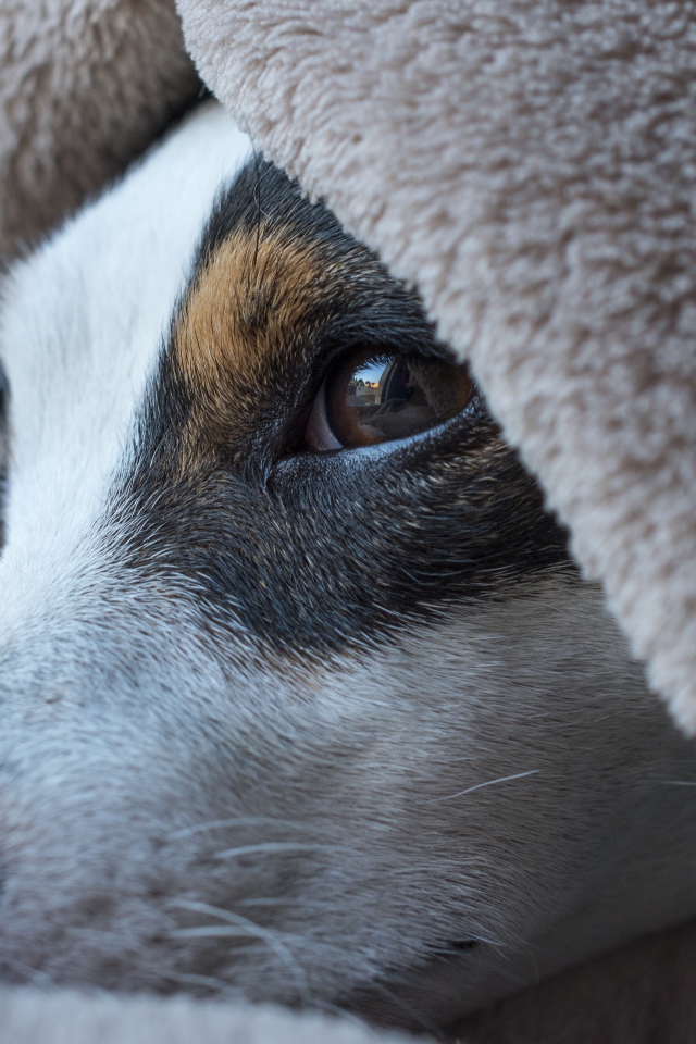 Грустный пес лежит под одеялом 