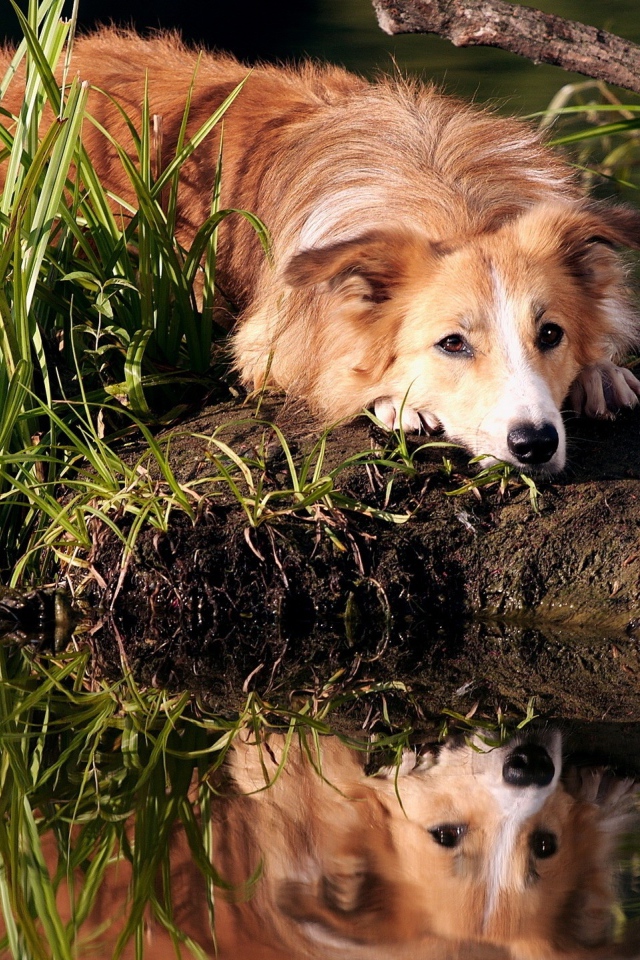 Грустный рыжий пес лежит на берегу пруда