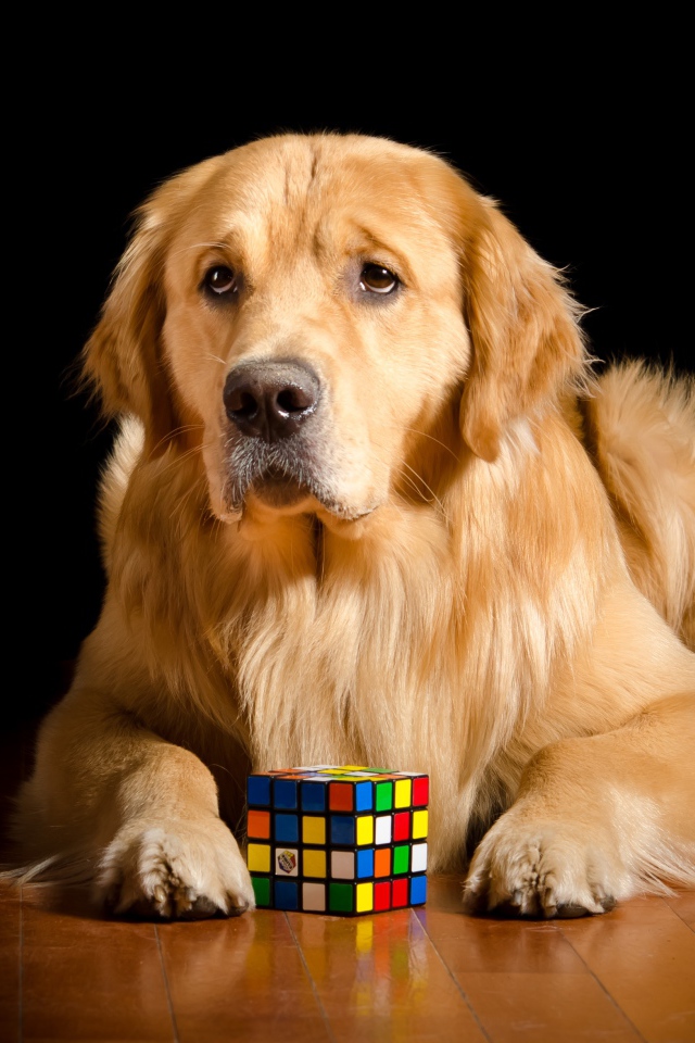 Грустный золотистый ретривер лежит с кубиком Рубика 
