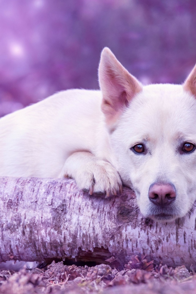 Грустная белая овчарка лежит на сухом дереве 