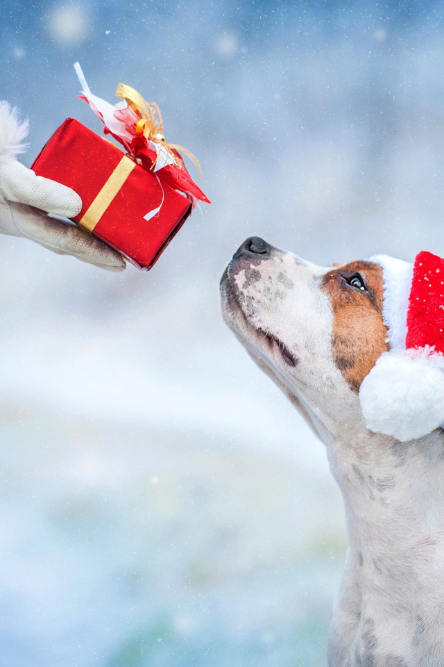 Santa Claus gives a gift to the dog for Christmas
