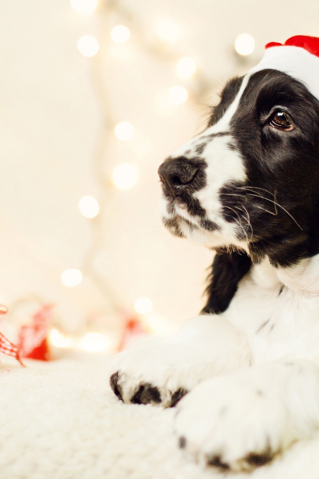 Собака породы сеттер в шапке Санта Клауса 