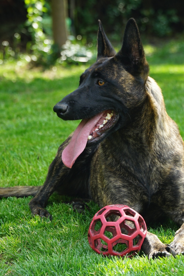 Овчарка с высунутым языком лежит с мячом на зеленой траве