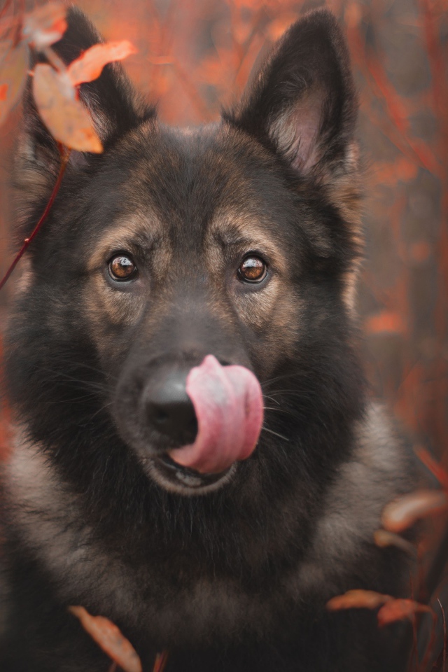Овчарка облизывает морду языком