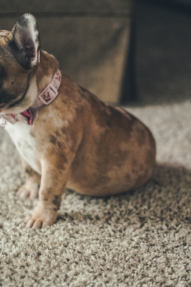 Маленький голубоглазый щенок французского бульдога 