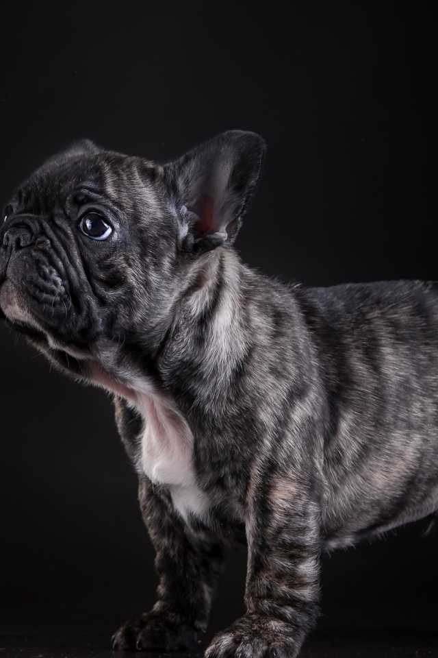 Маленький щенок французского бульдога на черном фоне