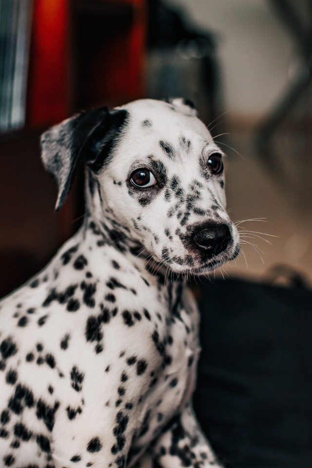 Маленький пятнистый щенок далматина