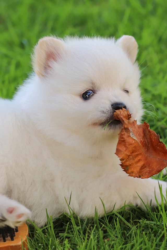 Маленький белый щенок шпица на зеленой траве с листом