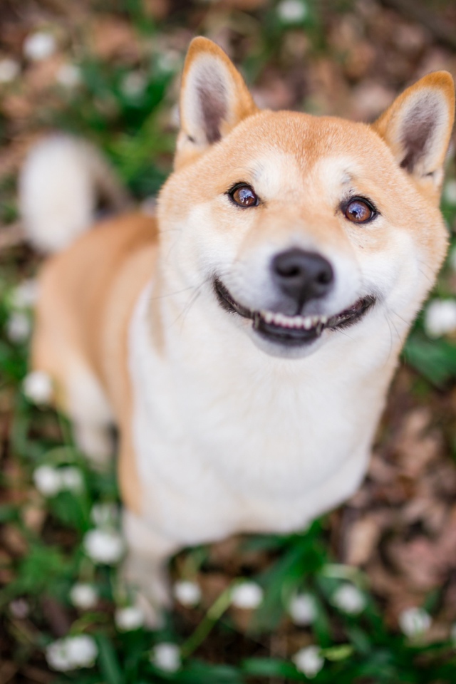 Улыбающаяся собака породы акита ину 