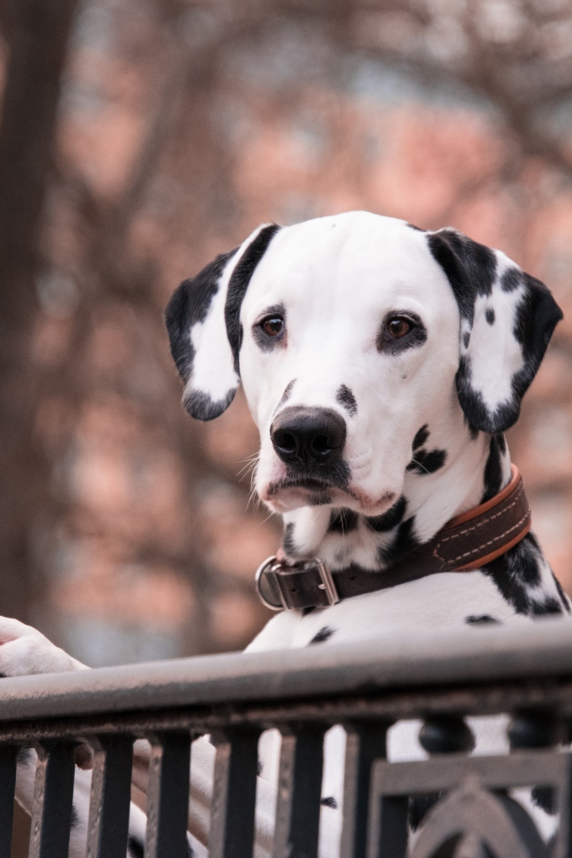 Пятнистый далматинец у перил 