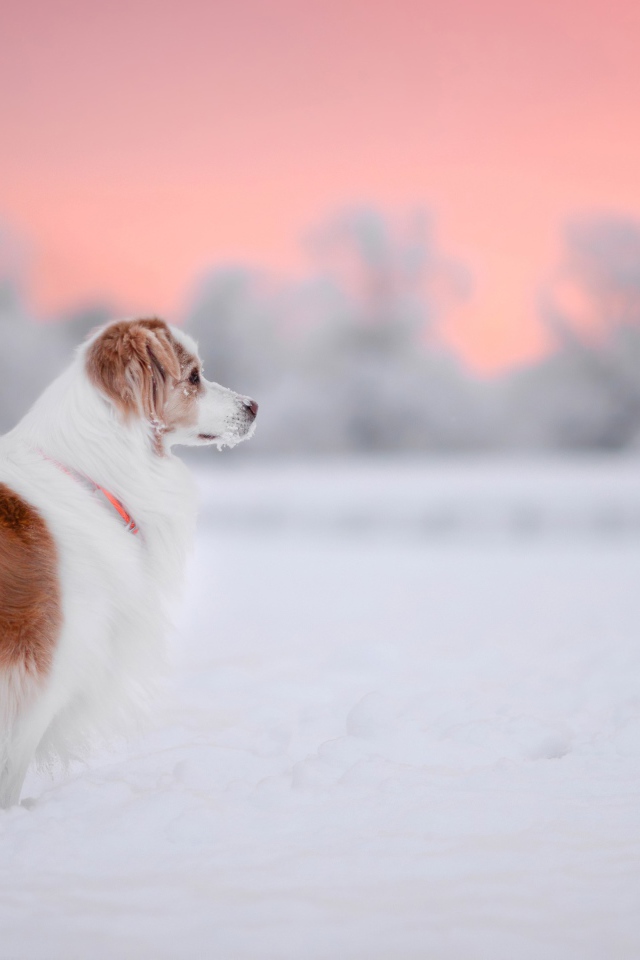 Породистый пес стоит на снегу 