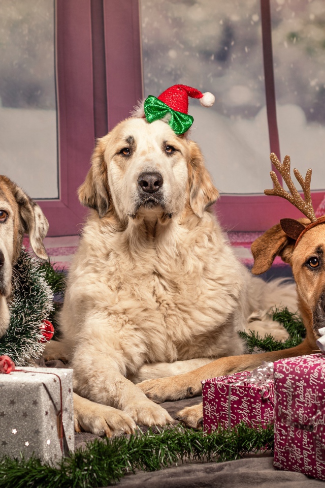 Три большие собаки с подарками на Рождество 