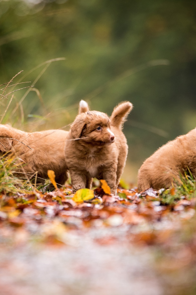 Три маленьких коричневых щенка идут по тропинке 