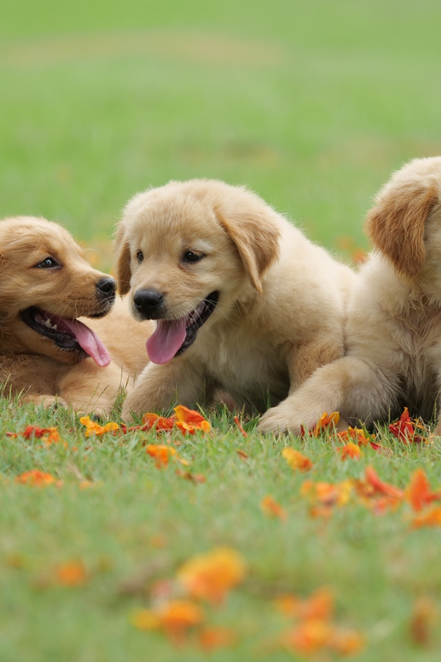 Три маленьких щенка золотистого ретривера на зеленой траве 