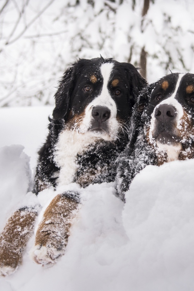 Две собаки Бернский зенненхунд лежат на снегу 