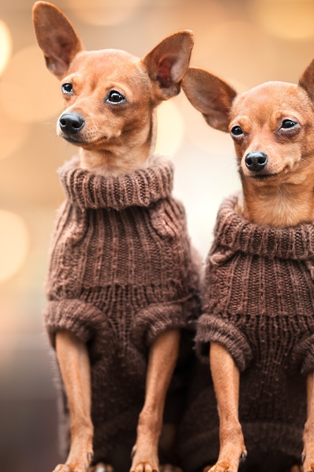Two chihuahua dogs in sweaters