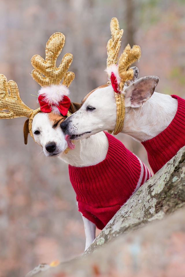 Две собаки в новогодних костюмах оленей в лесу