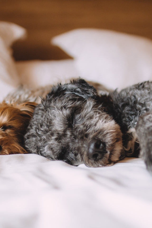 Две собаки спят на кровати 