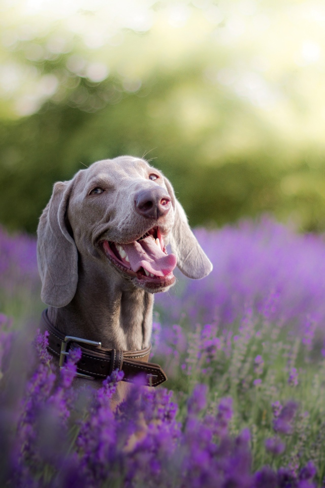 Собака породы Веймаранер с высунутым языком в цветах