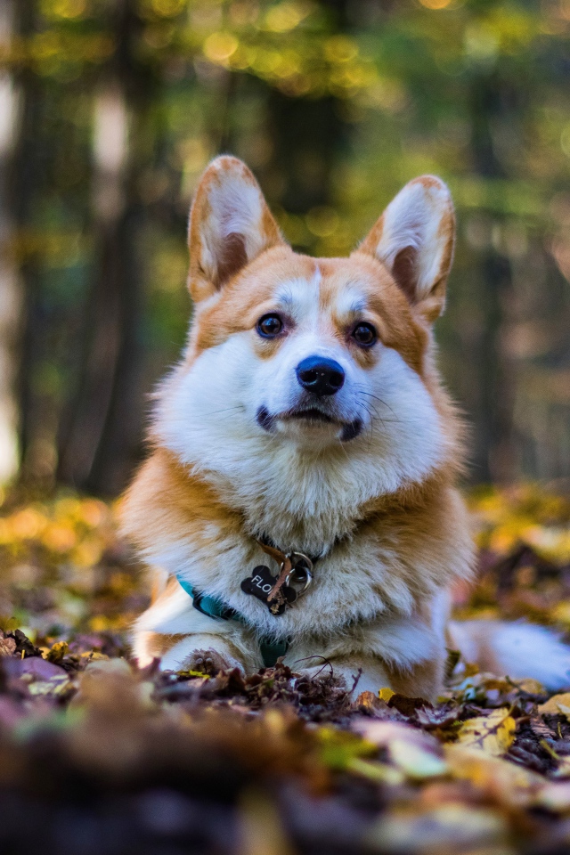 Собака породы вельш корги лежит на опавшей листве