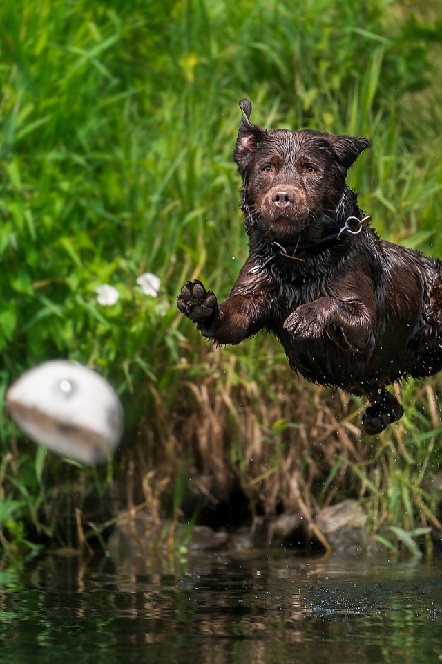 Мокрый лабрадор прыгает в воду за мячом