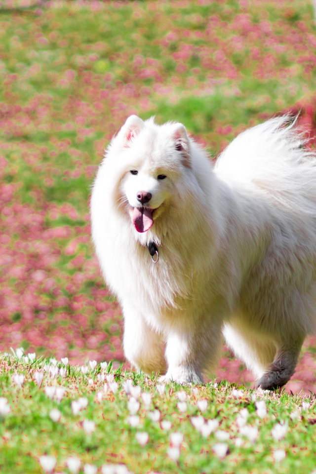 Белая самоедская собака с высунутым языком