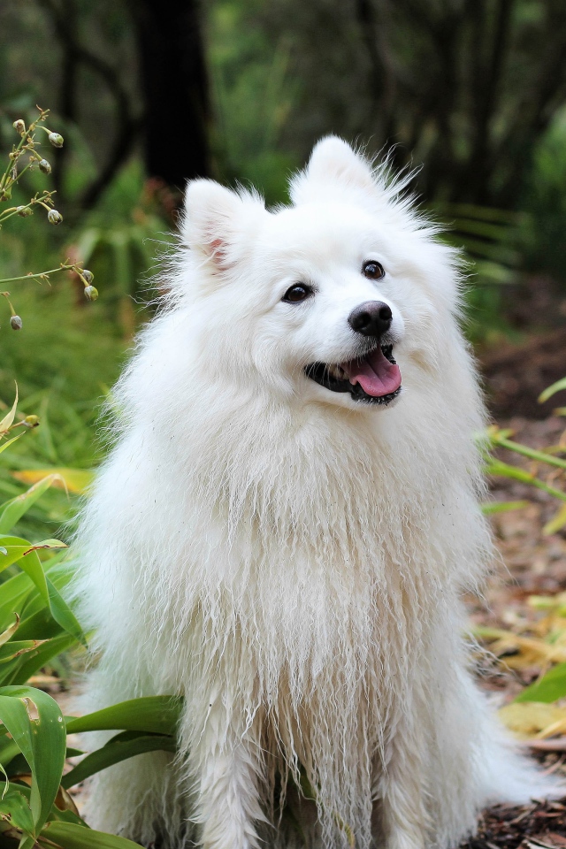 Белая собака породы шпиц с высунутым языком