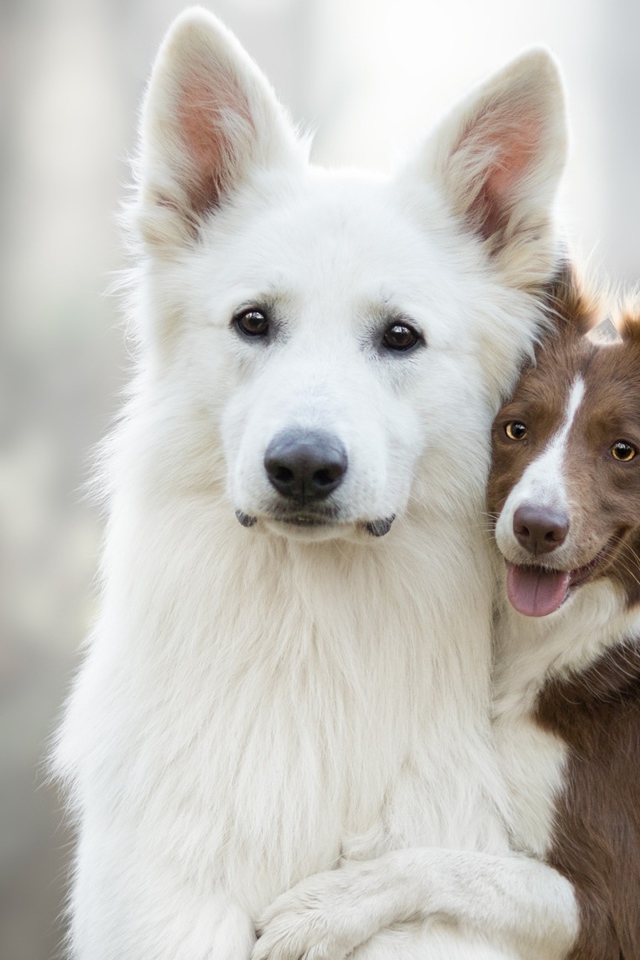 Белая швейцарская овчарка и бордер колли обнимаются 