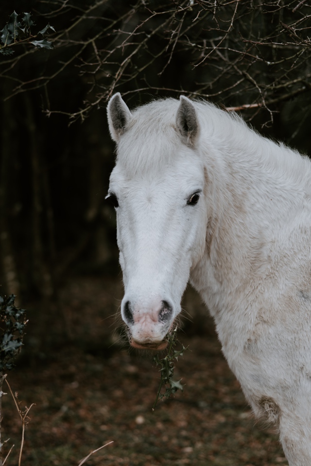 Белая лошадь пасется в лесу 