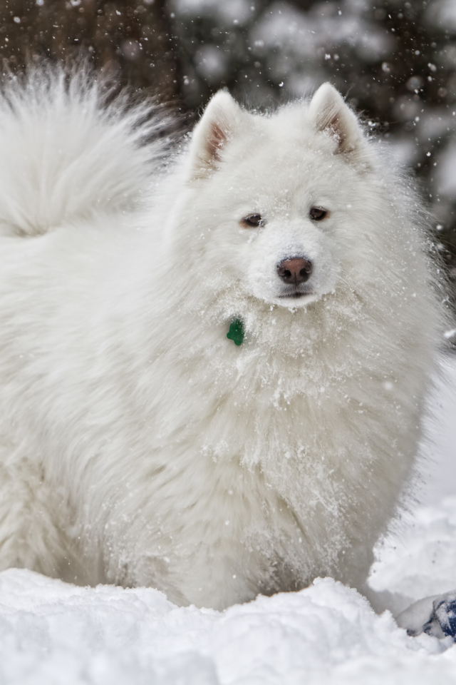 Белая самоедская собака играет на снегу