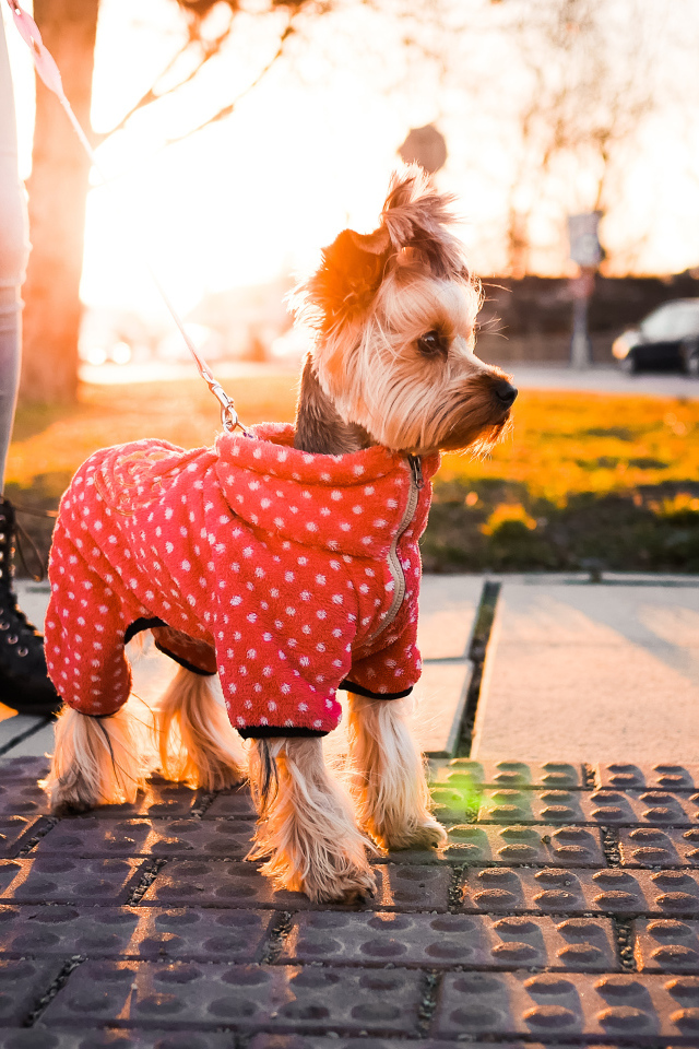 Йоркширский терьер в костюме на прогулке