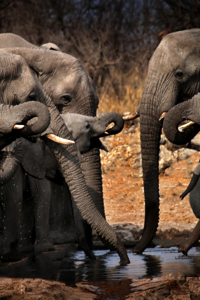 Стадо серых слонов у водопоя 