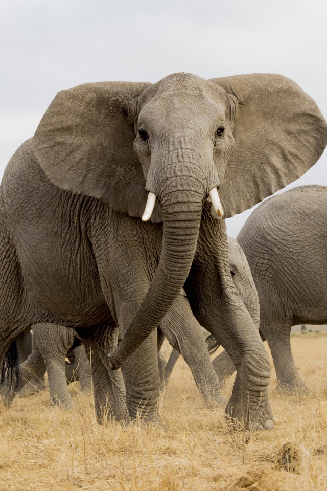 Стадо больших серых слонов в саванне