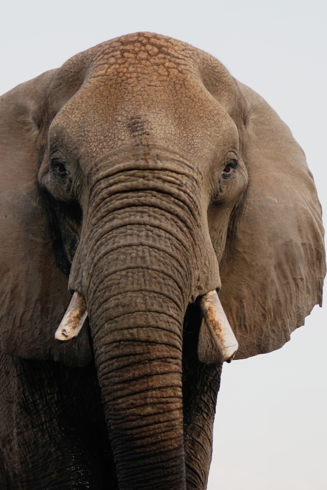 Большой индийский слон крупным планом