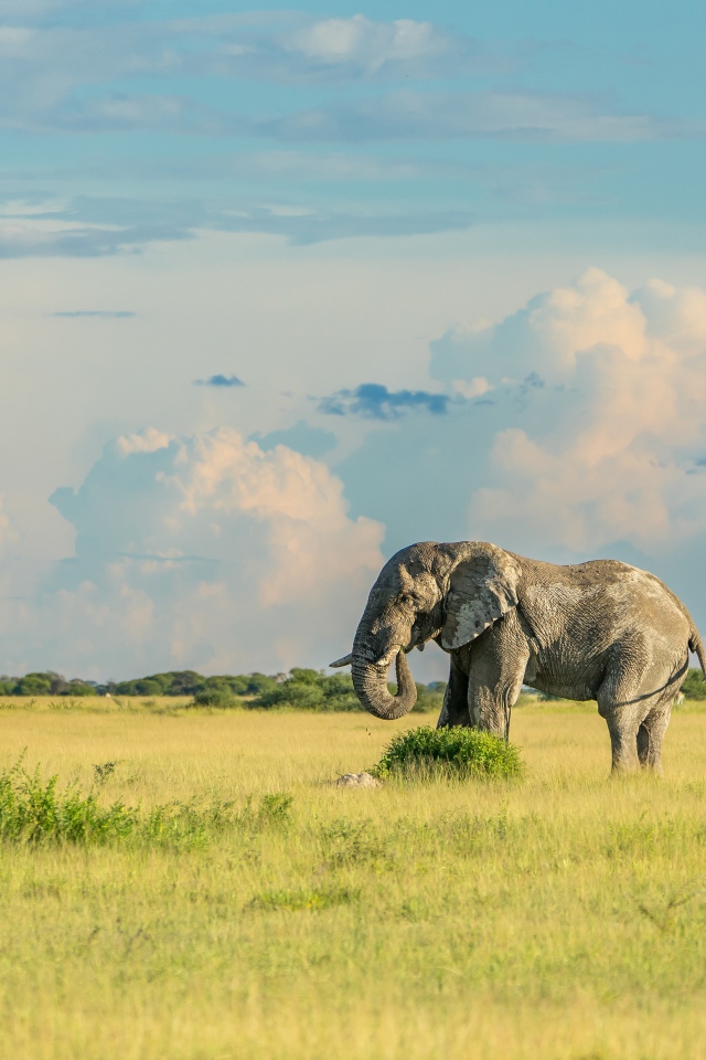 Big gray elephant walks on green grass