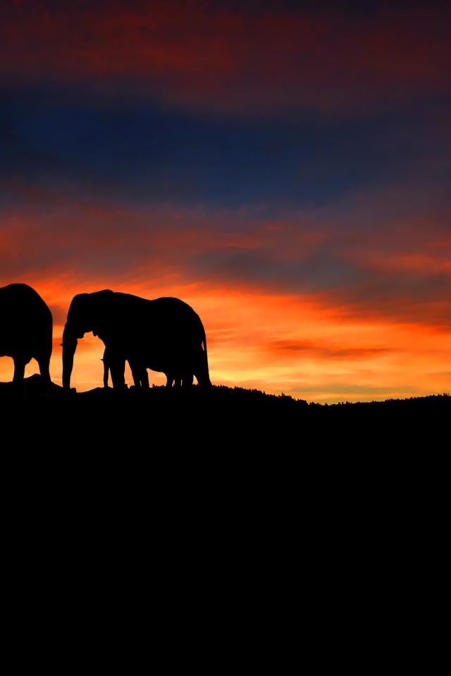 Девушка фотографирует слонов на закате