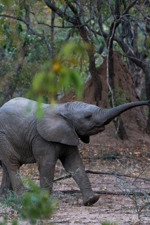 Маленький слоненок в лесу 
