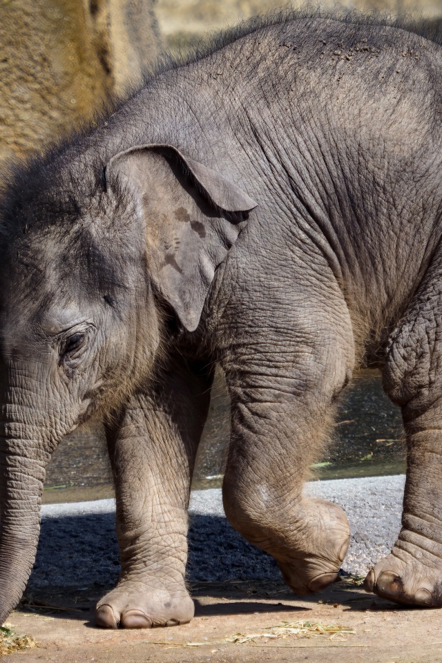Маленький слоненок в зоопарке у воды