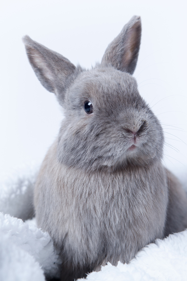 Серый декоративный кролик сидит на мягком покрывале