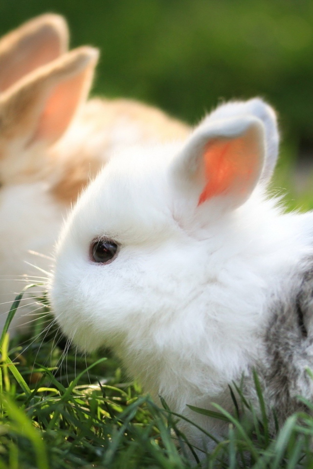 Два маленьких  декоративных кролика сидят в зеленой траве 