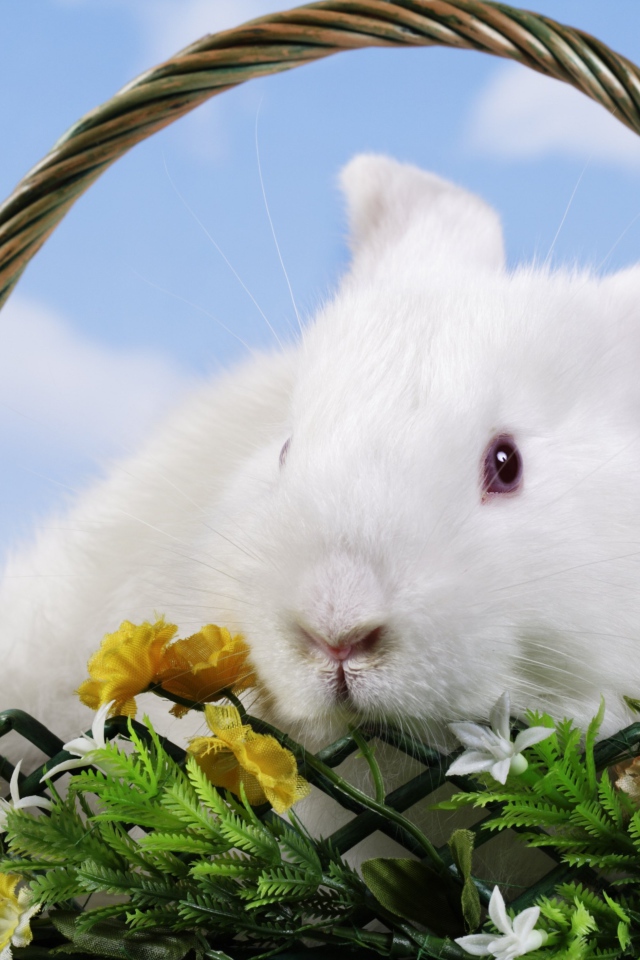 White decorative rabbit in a basket on a sky background