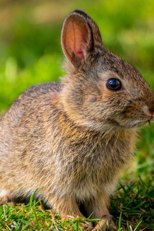 Дикий серый заяц на зеленой траве