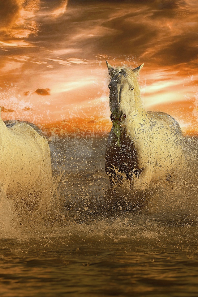 Стадо белых лошадей скачет по воде на закате