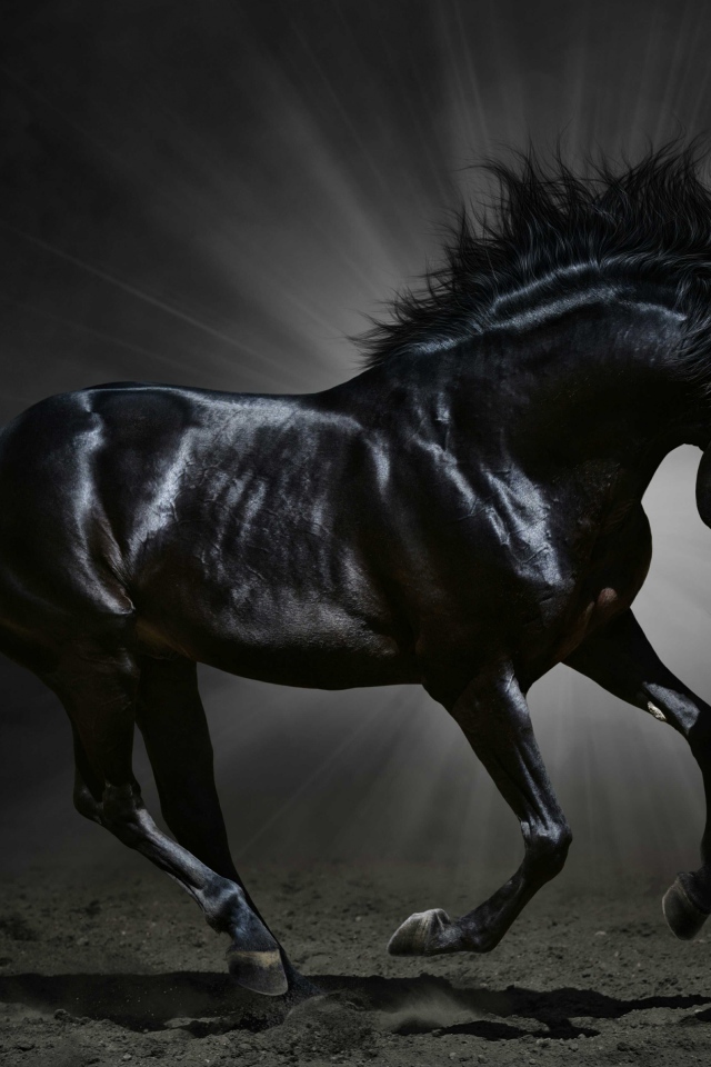 Красивый черный конь в лучах света 