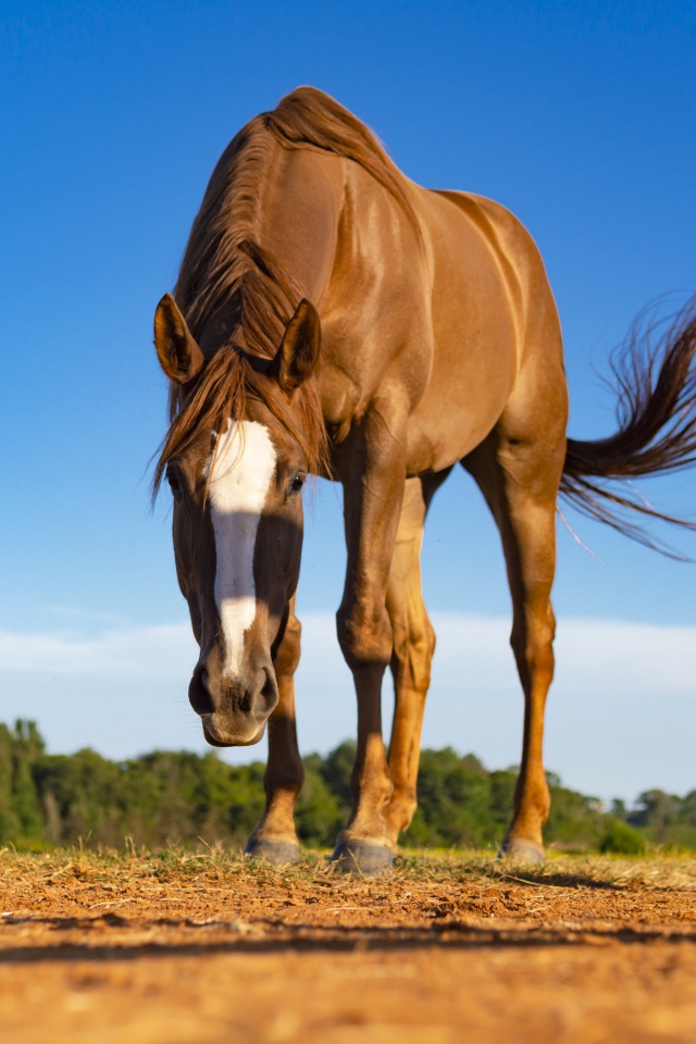 Красивая коричневая лошадь пасется 
