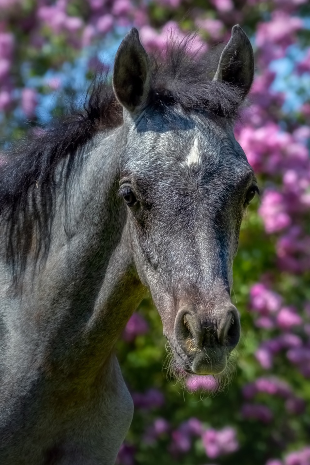 Красивая лошадь на фоне цветов крупным планом