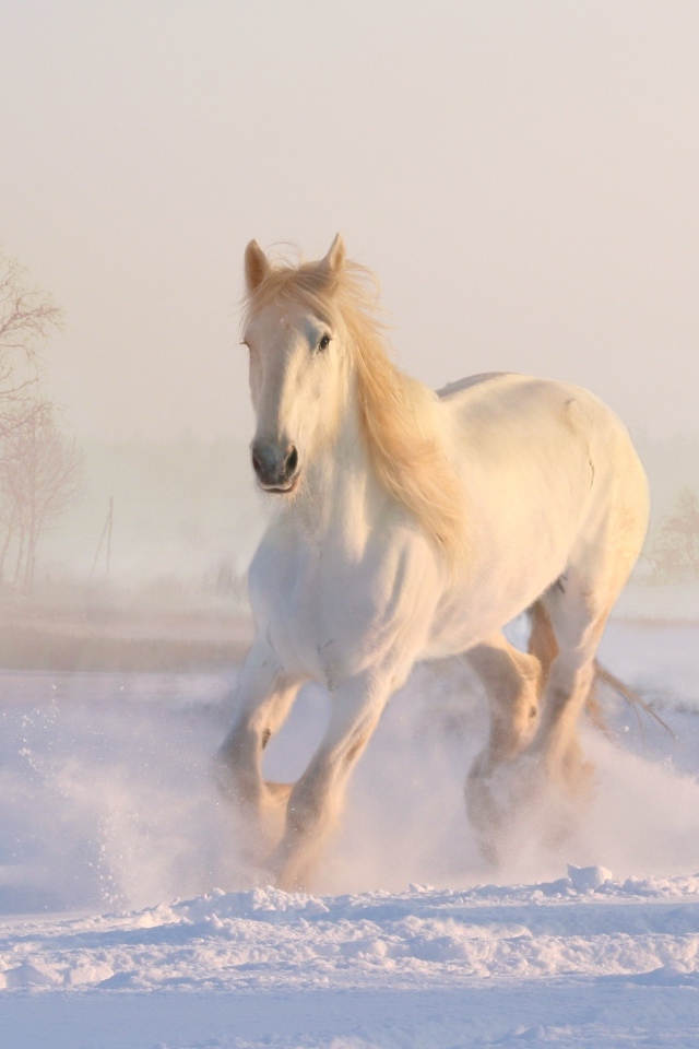 Beautiful white horse galloping in the snow