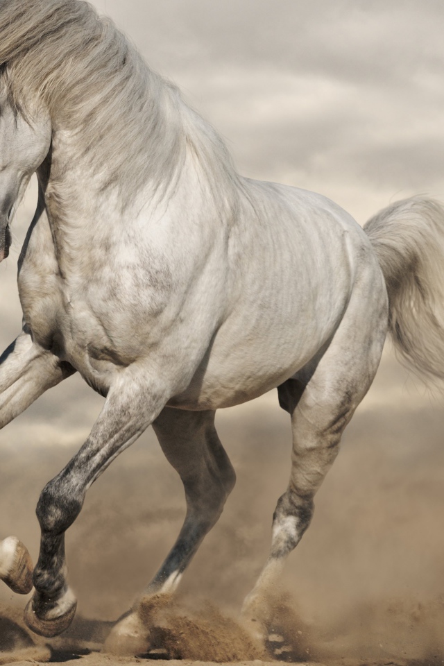 Красивая белая лошадь скачет по горячему песку