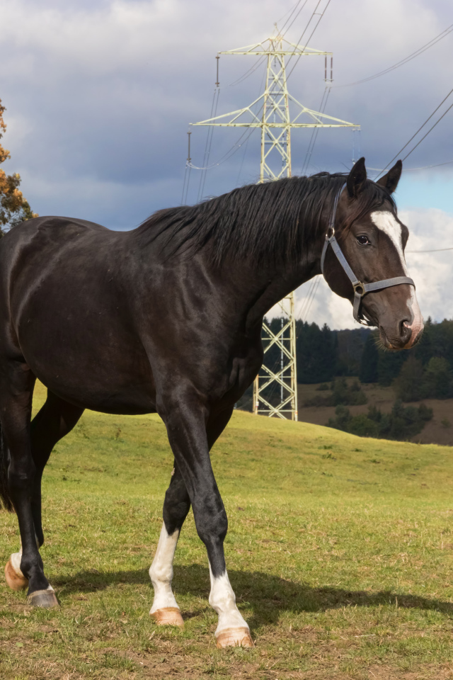 Черный конь идет по зеленой траве